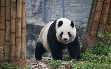 真正的网红大熊猫