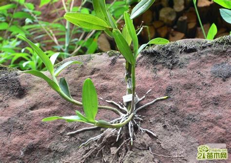 石斛专用土的种植方法