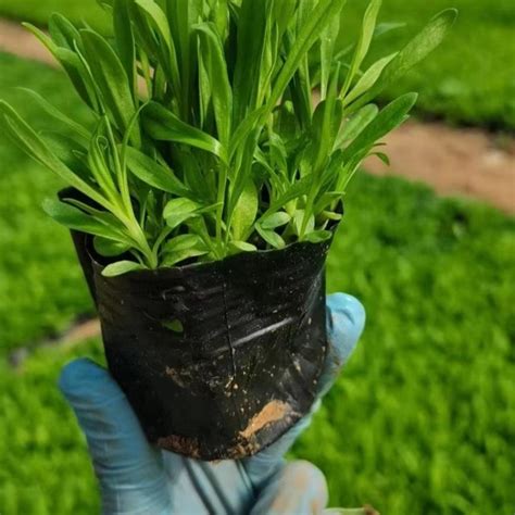 石竹幼苗怎么种植