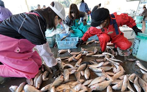 福岛海域发现放射性超标鱼