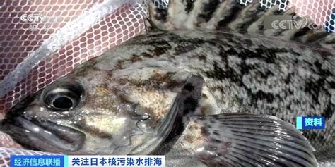 福岛海域鱼类放射性物质超标禁上市