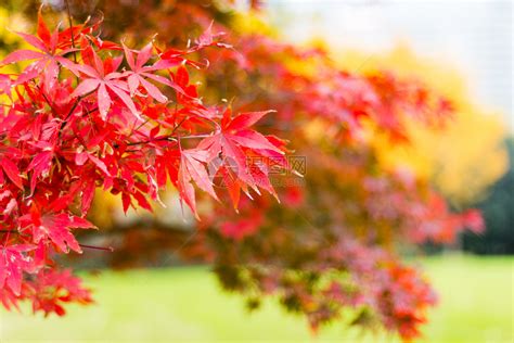 秋天红枫叶的风景图片
