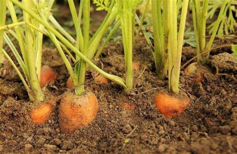 秋季胡萝卜种植时间和方法