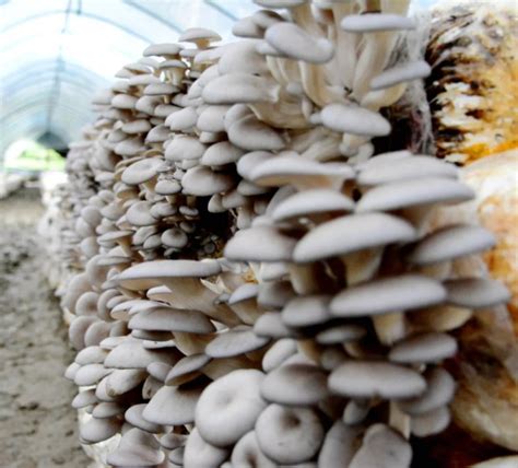种植的蘑菇刚长出来是什么样子