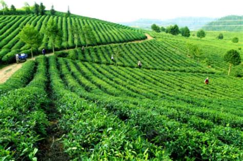 种植茶叶一亩收入多少