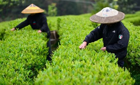 种植茶叶技术合作