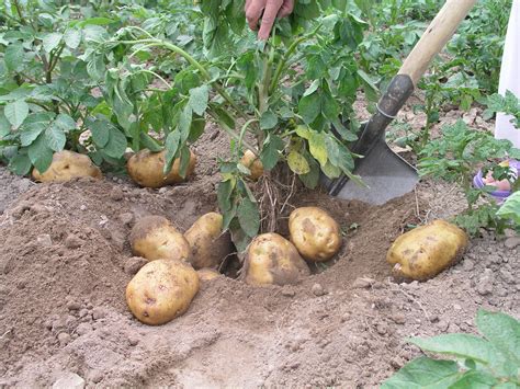 种植马铃薯的最佳方法