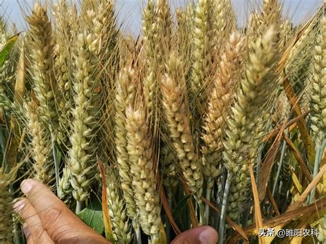 种植高产的小麦品种
