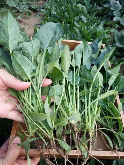 种菠菜一般几天能出芽