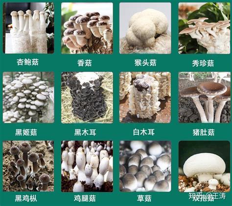 种蘑菇几种方法