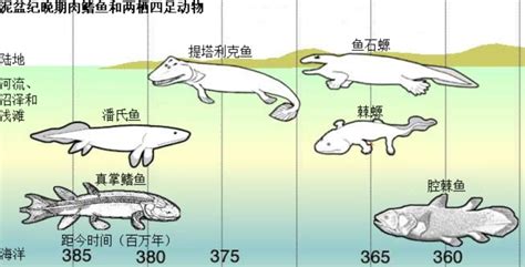科学证明人类是由鱼进化而来的