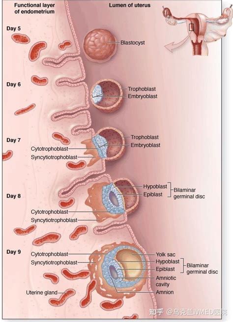 移植后胚胎1-14天变化图