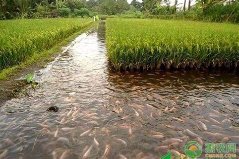 稻田养黑鱼水的深度是多少