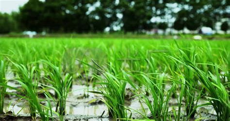 稻谷种植方法和技术