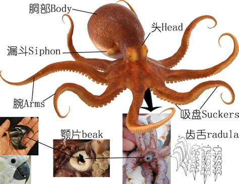 章鱼为什么有八只脚