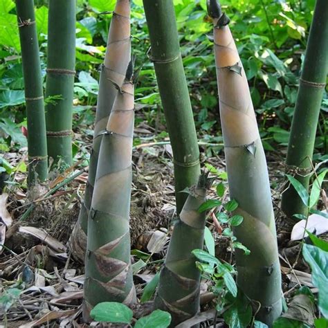 竹子栽培技术