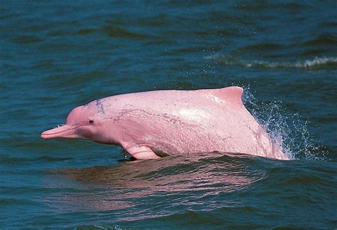 粉色的海豚适合取什么名字