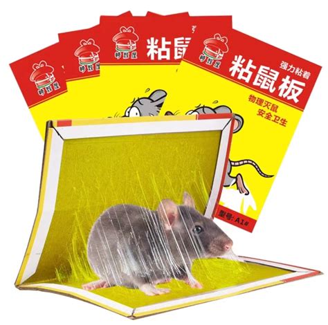 粘鼠板为啥能粘老鼠