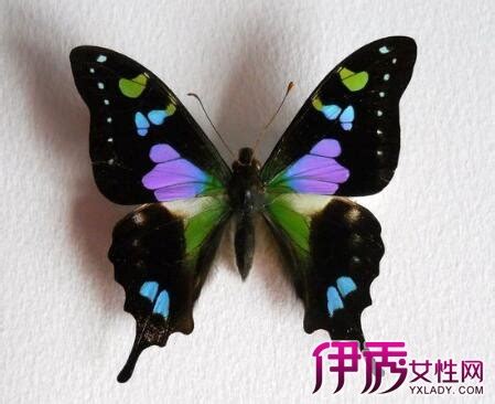 紫玫瑰凤蝶