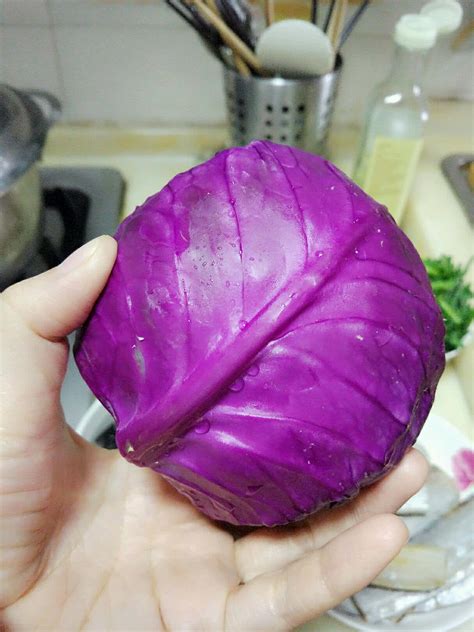 紫甘蓝是甘蓝菜吗