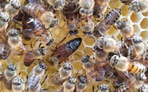 繁殖最快的蜜蜂品种