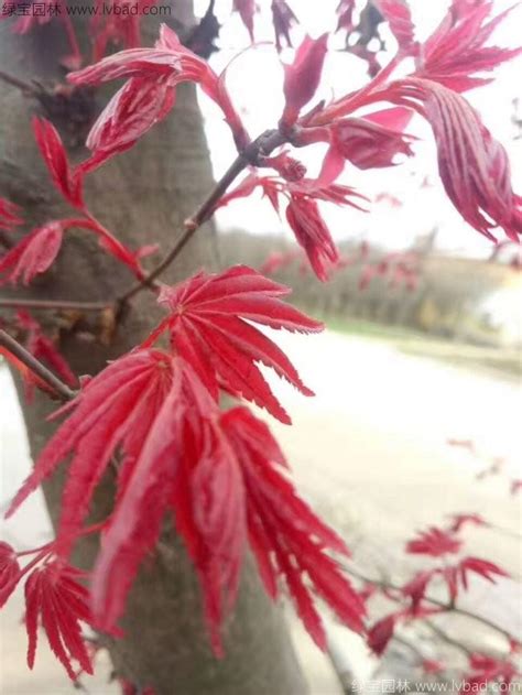 红枫冬天能栽活吗用什么土种植