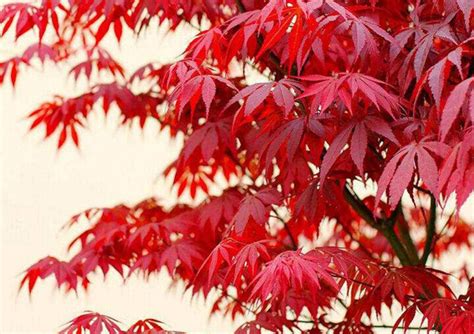 红枫树怎么栽植