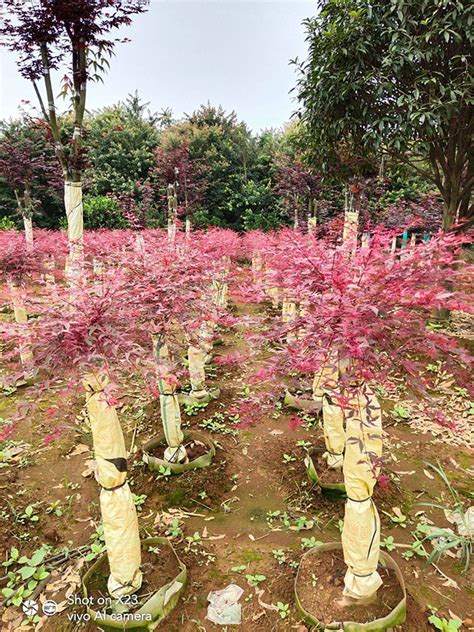 红枫树的栽培管理方法