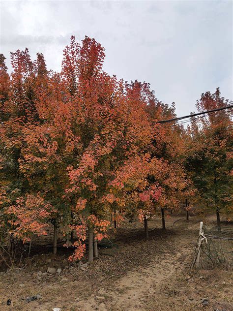 红枫树种子种植方法