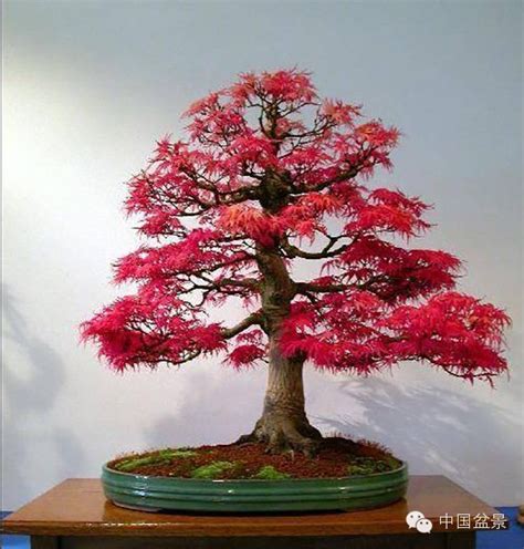 红枫盆景图片
