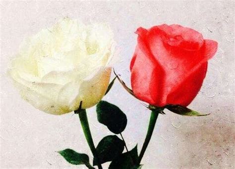 红玫瑰与白玫瑰读后感