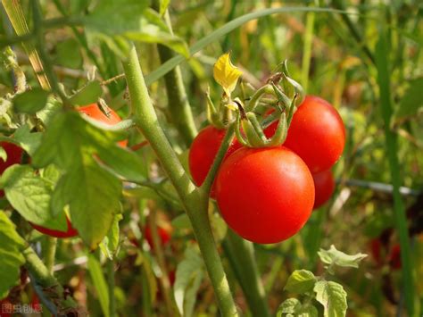 红珍珠番茄种植日记