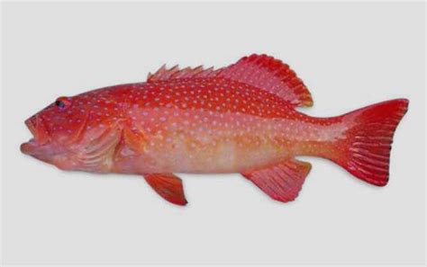 红色的石斑鱼是什么鱼