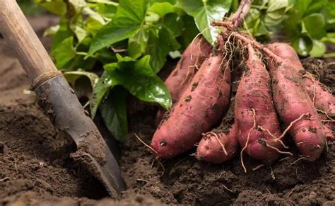 红薯怎样种植效果为最佳