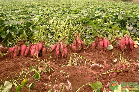 红薯种植技术新方法