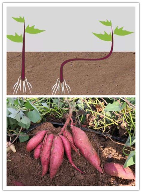 红薯种植方法及图解
