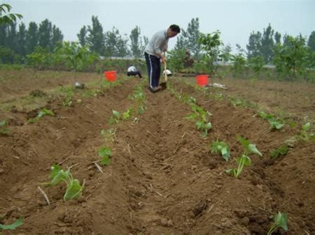 红薯种植方法和步骤