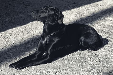 纯黑色拉布拉多犬起名