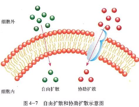 细胞膜的跨膜物质转运方式和特点