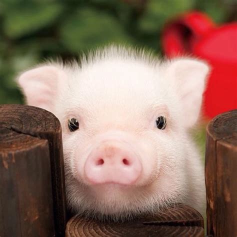 给可爱的小猪取什么名字