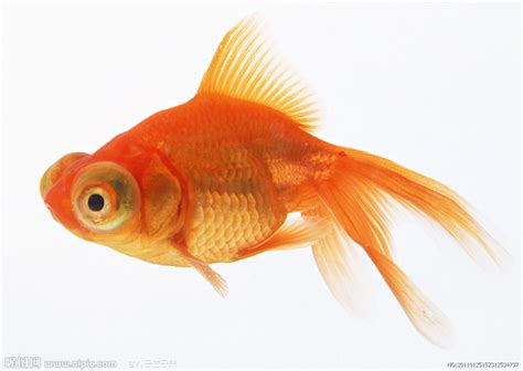 给红色的鱼起名字
