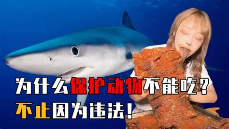 网红吃大白鲨面临刑罚