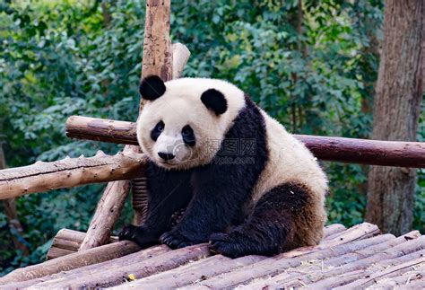网红大熊猫的真实照片