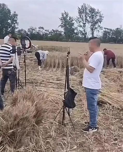 网红扎堆到麦地直播割麦 媒体：农民的苦难不是流量的噱头