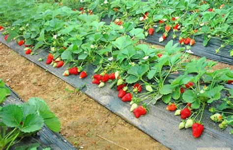 网购草莓苗为什么种不活