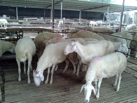 羊场养殖公司起名