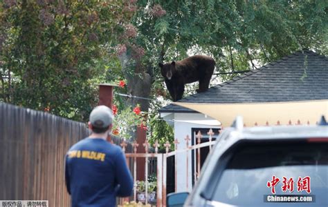 美国一黑熊闯入民宅后院