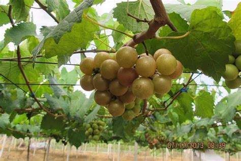 美国圆叶葡萄种植方法