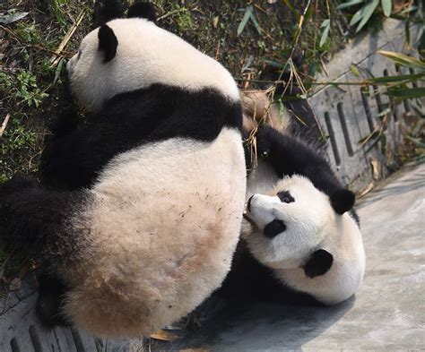 美国大熊猫回国四川奶妈哭了