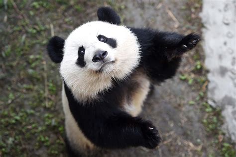 美国大熊猫回国四川奶爸哭了